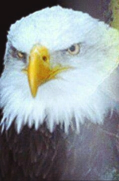 American Bald Eagle