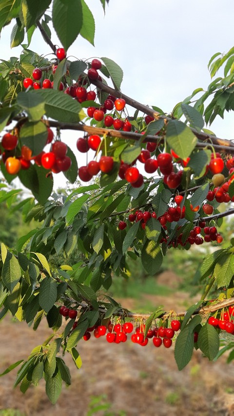 тапети food, berry