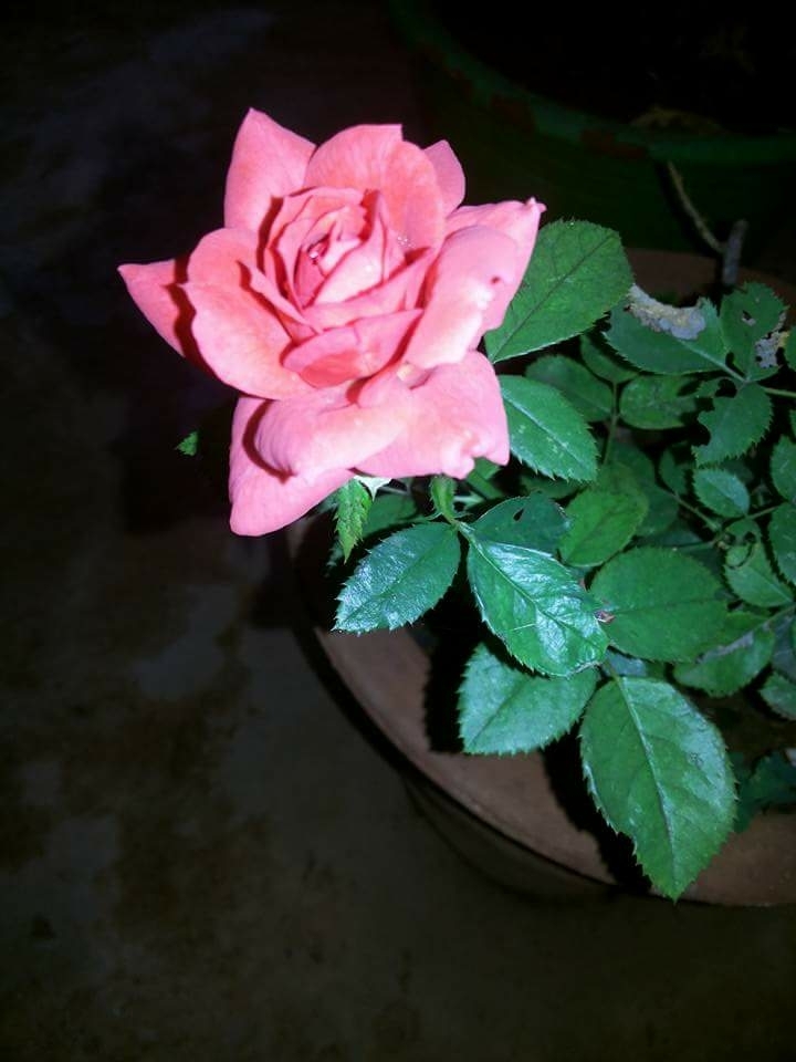 Beautiful Rose in my garden