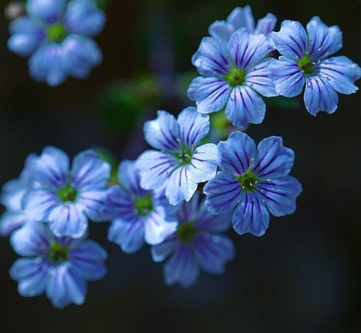 blue