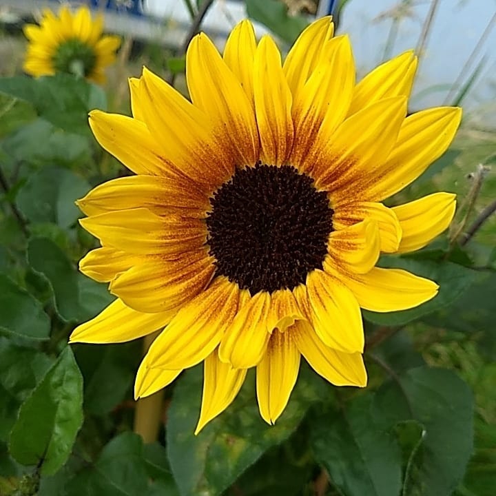flowerpower