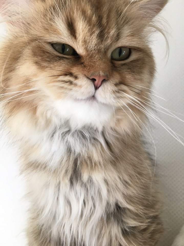 늠름한 고양이 베르