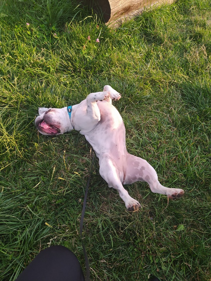 Happy dog