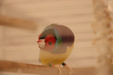 #GoldenFinch