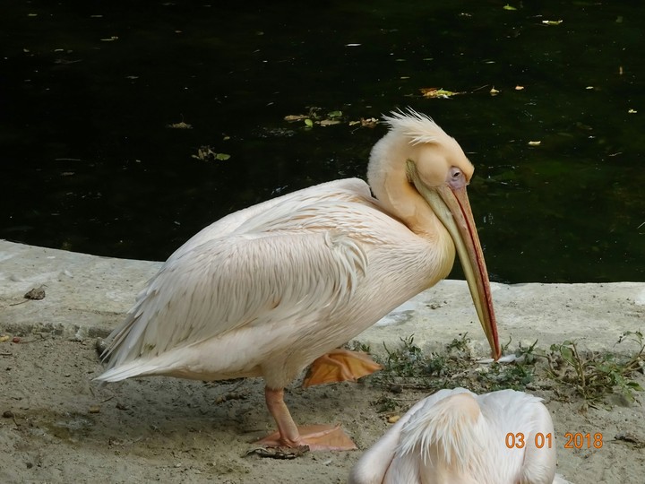 pelican