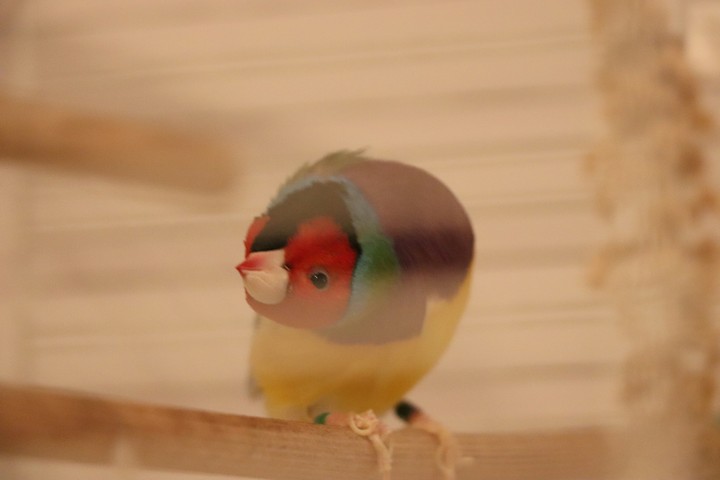 #GoldenFinch