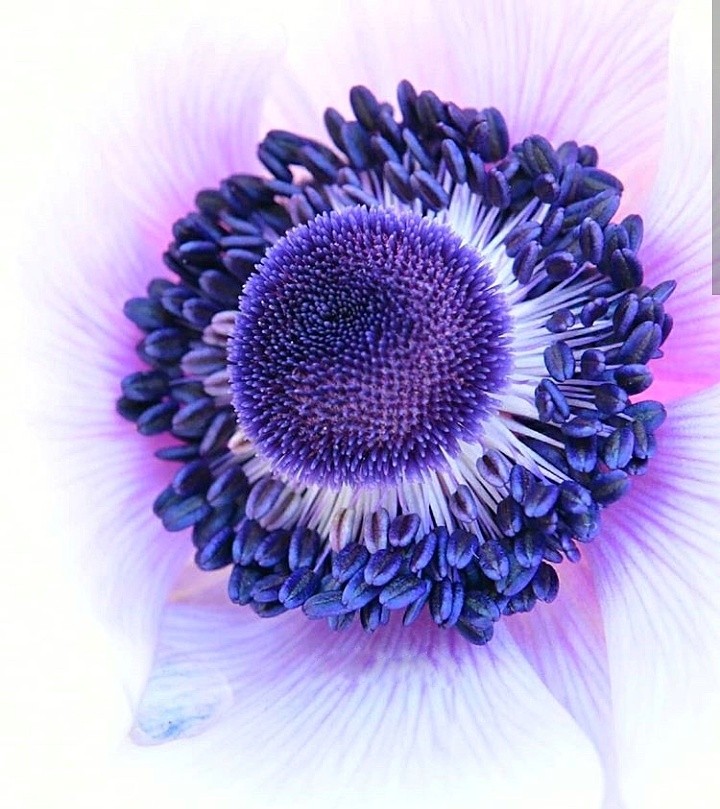 macro
