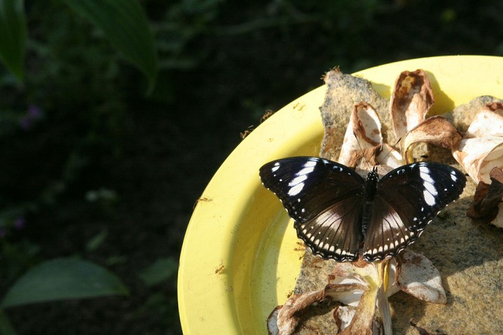butterfly