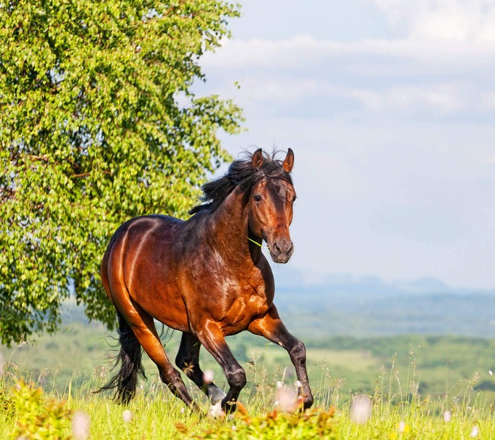 horse