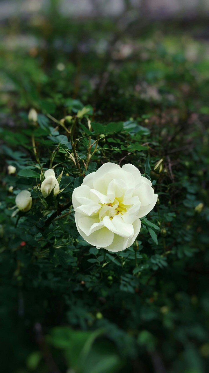 l  very like rose