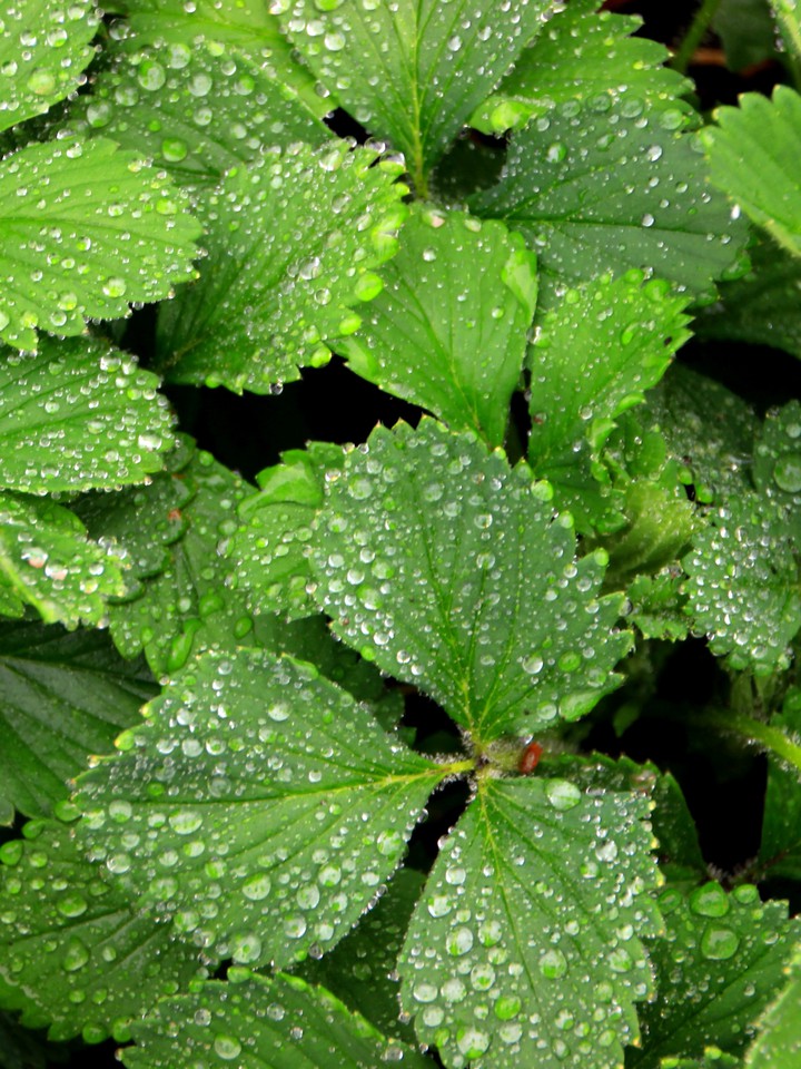 After the rain