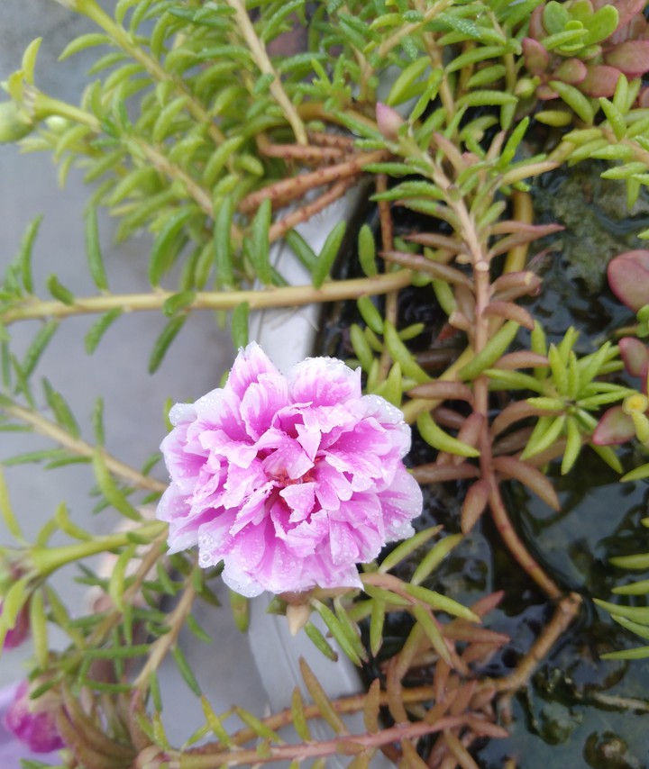 flower