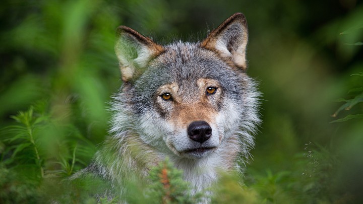 Animal
