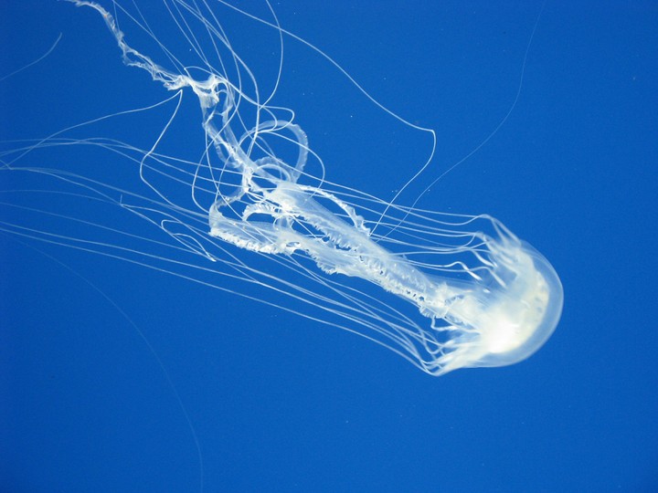 Jellyfish