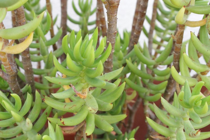 Little bananas 