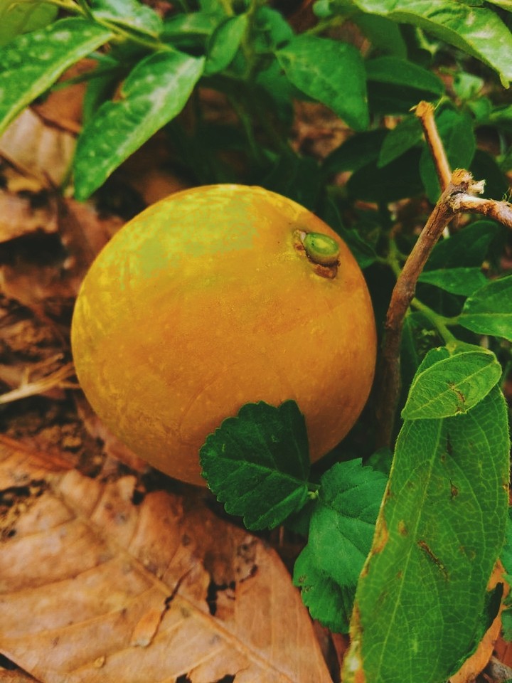 mango