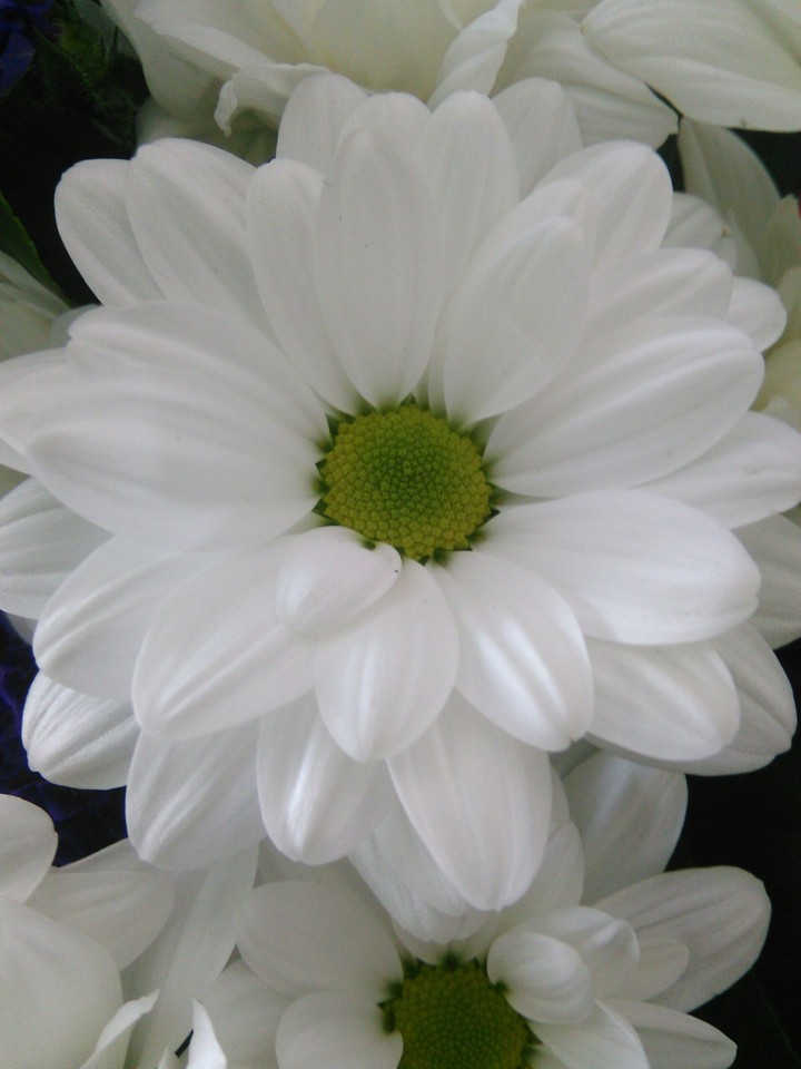 white flower
