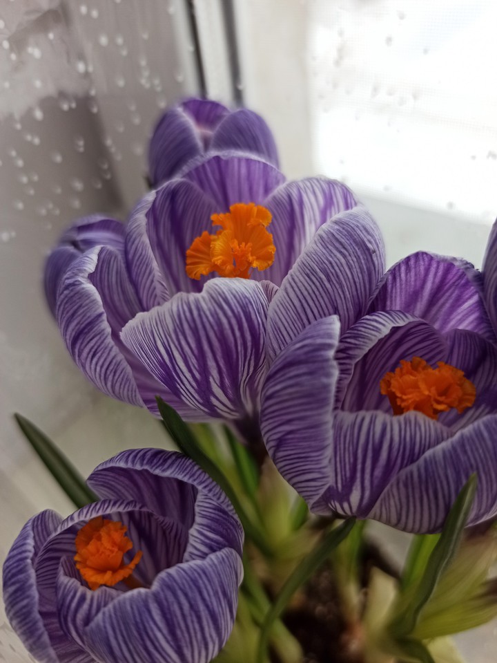 Crocus