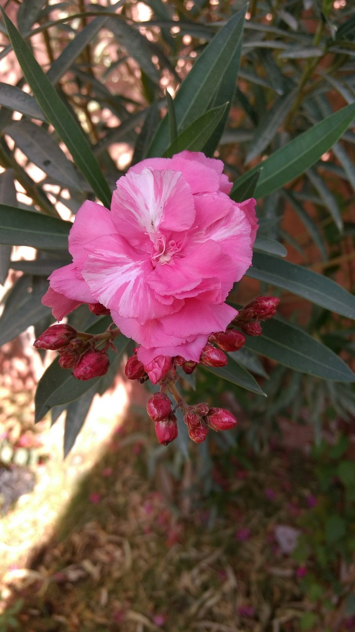 Flower Pink Oleander