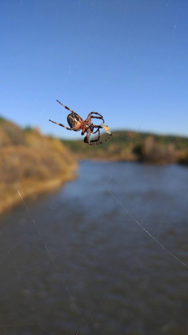 spider
