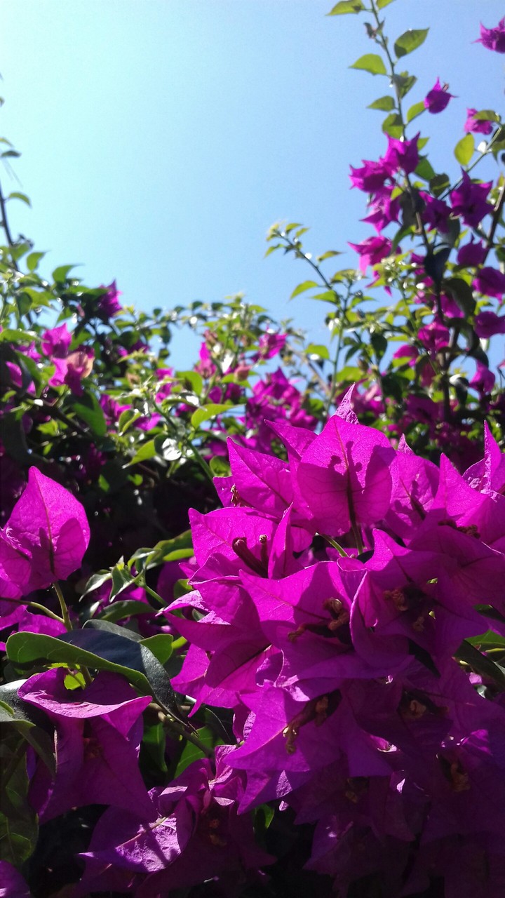 Fiori rosa