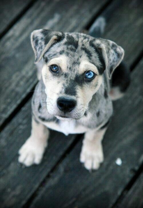 bellezza