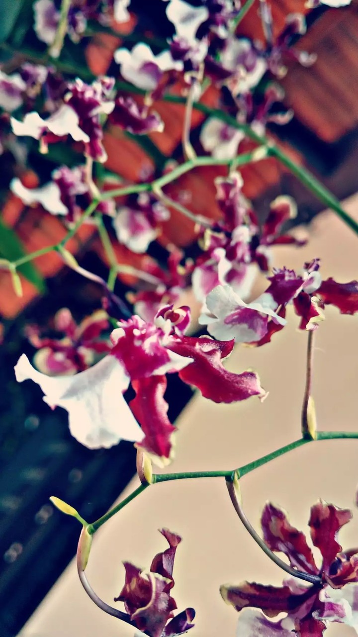 Orchids 1