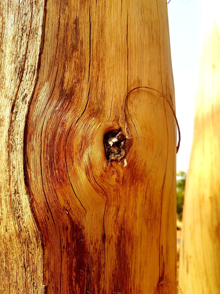 wood