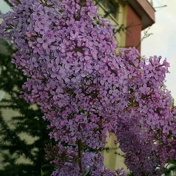 Lilac