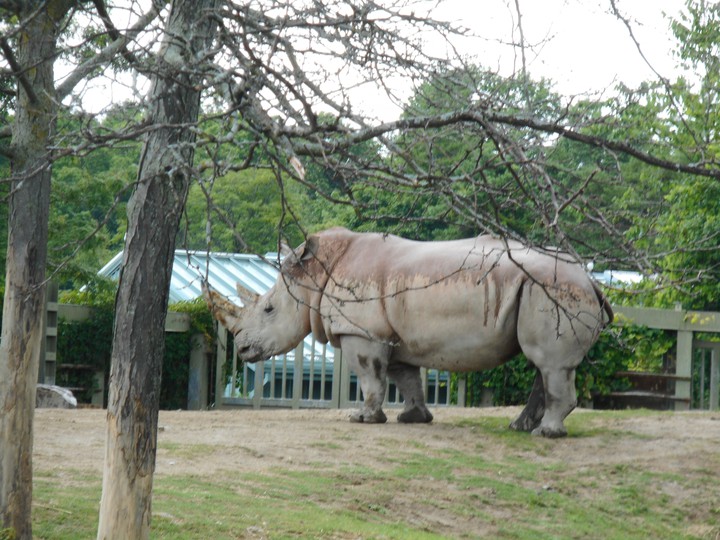 Rhino