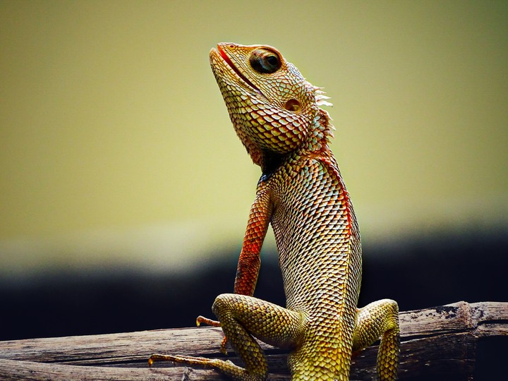 Lizard