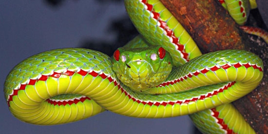snake