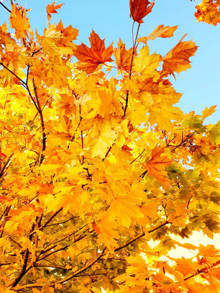 leaves