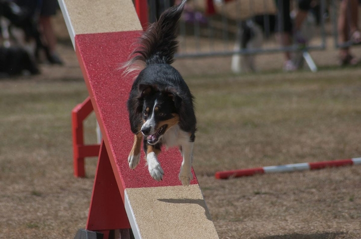 The Border Collie Because There Is No Better Dog