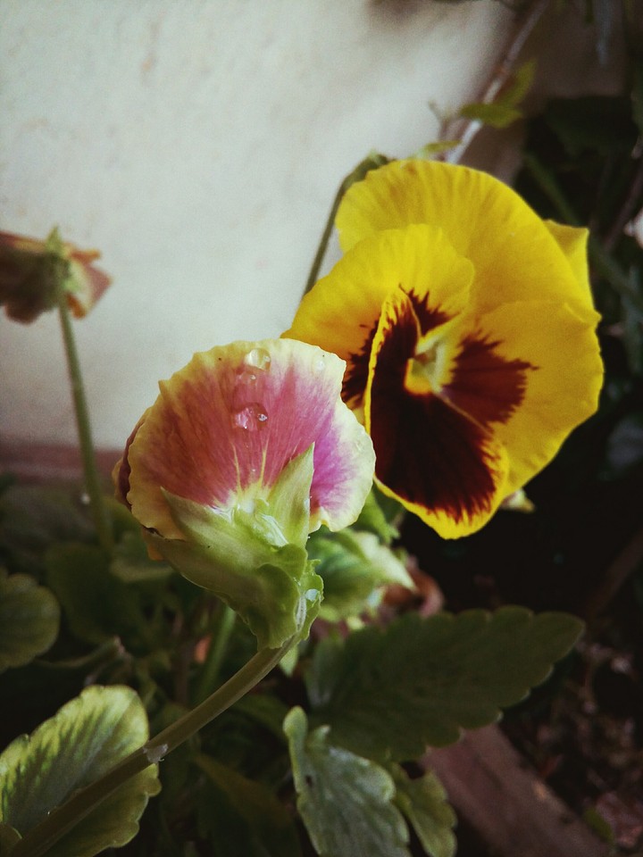 flower dewdrop