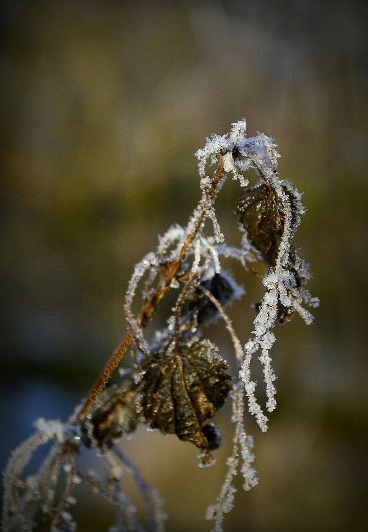 Frost