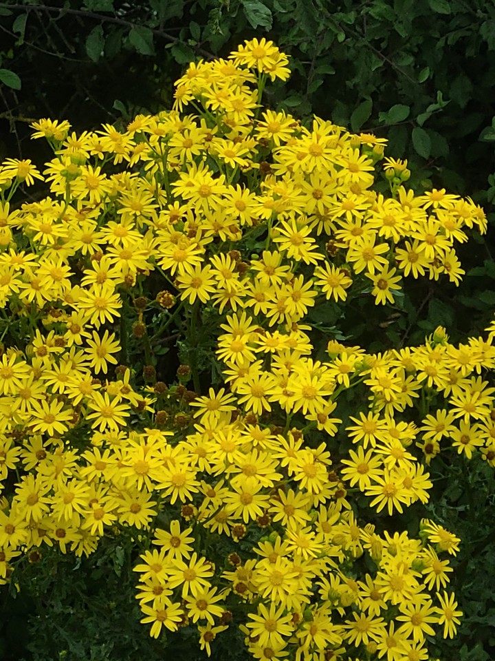 Fleurs sauvages jaunes