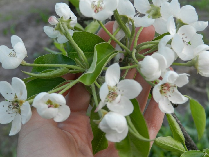 flowers