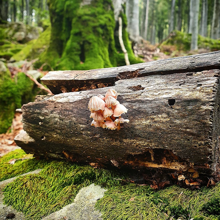 mushrooms