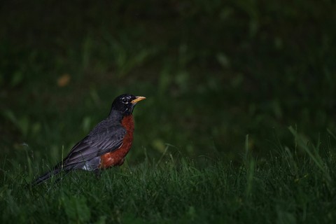 ταπετσαρίες passerine, beak