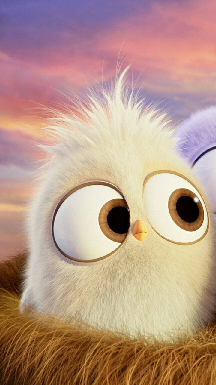 Cute angry bird