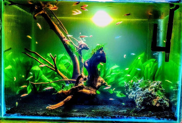 Fish