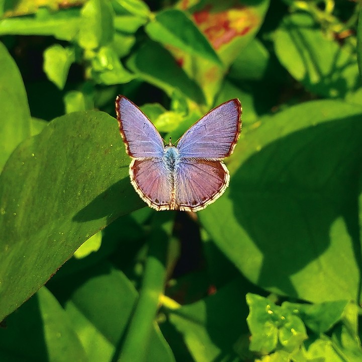 Beautiful little butterfly