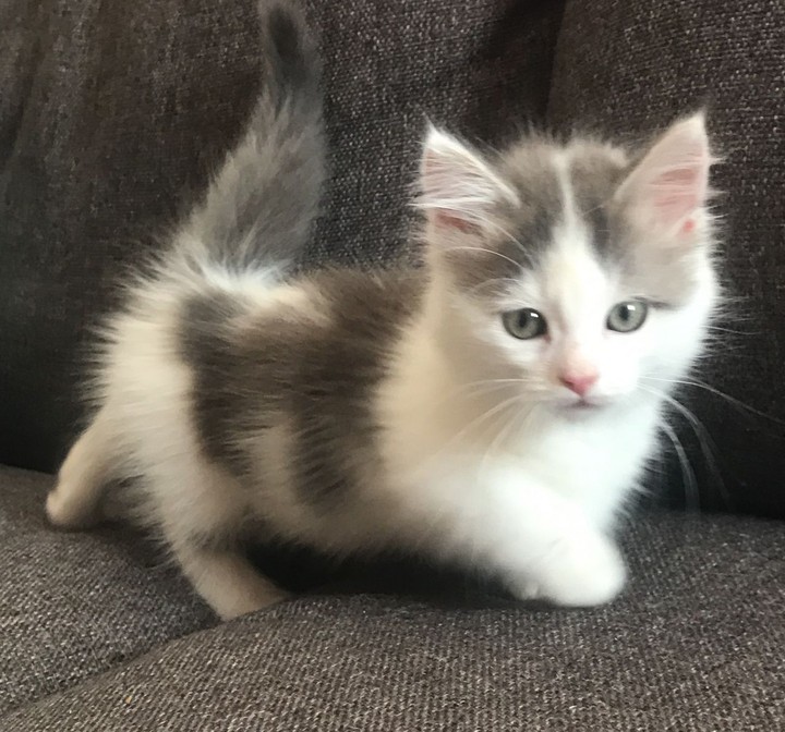 munchkin