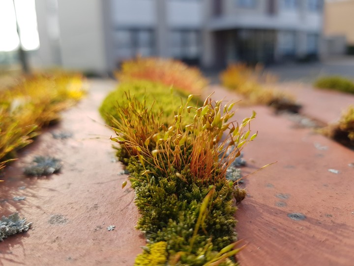 Moss