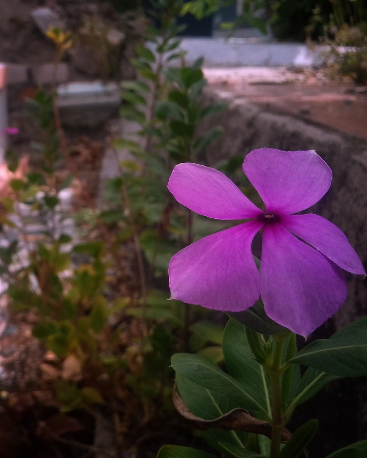 hoa Dừa Cạn