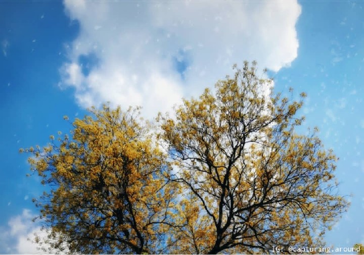 Sky