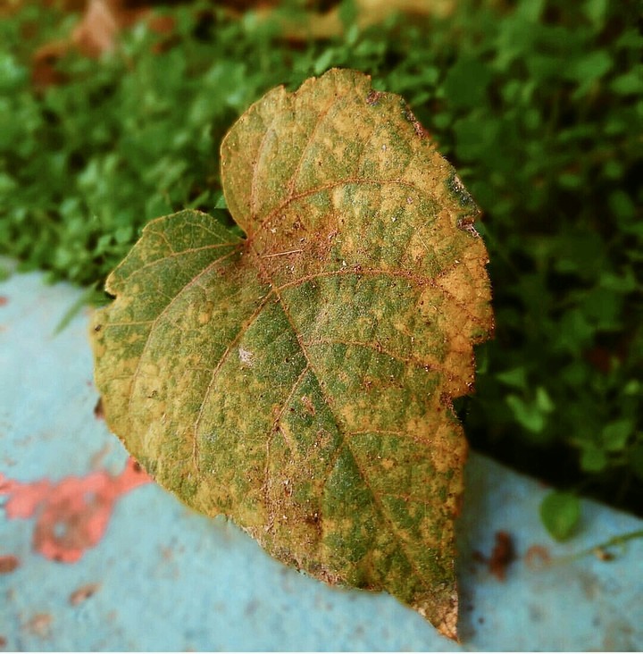 YAPRAK