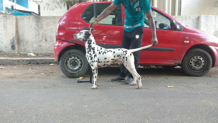 Dinesh