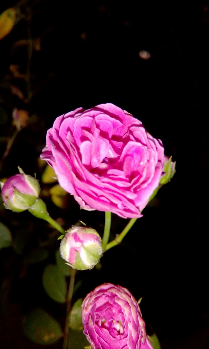floating beauty